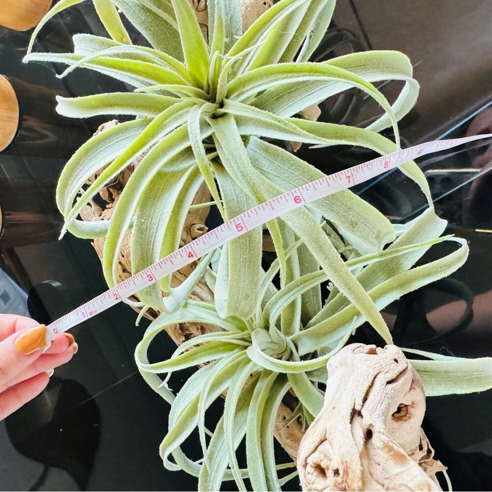 NEW POTTERY BARN Tan Grape Wood Mint Green Faux Air Plant Tabletop Decor Display - Picture 8 of 13